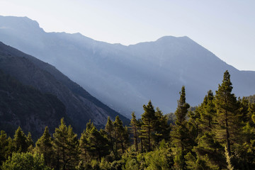 Beautiful mountain landscapes with sunny green forest, Albania       Albania