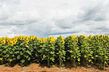 sunflower field experimental