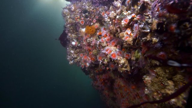 Wide Angle: Coral Covered in Tube Anemones - Monterey, CA