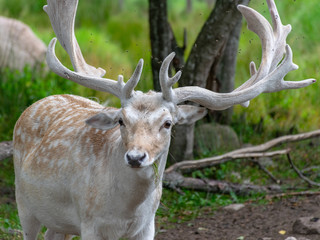 beautiful deer portrait, big horns on head, deer garden, Latvia