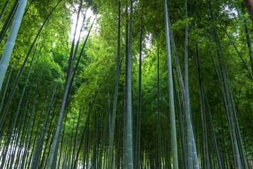 Fototapeta premium 竹林