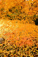 autumn leaves background