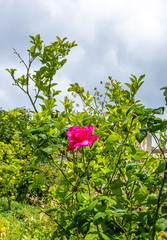 Italy, Capri, plants and flowers in the typical streets
