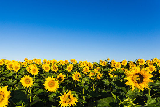field of sunflowers blue sky without clouds