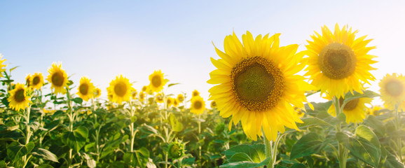 Beautiful young sunflower growing in a field at sunset. Agriculture and farming. Agricultural crops. Helianthus. Natural background. Yellow flower. Ukraine, Kherson region. Selective focus