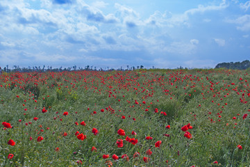 summer field in clear weather with blooming poppies