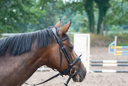 Portrait Fotografie von einem Pferd beim Grasen auf der Weide