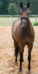 Portrait Fotografie von einem Pferd beim Grasen auf der Weide