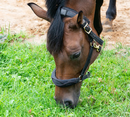 Portrait Fotografie von einem Pferd beim Grasen auf der Weide