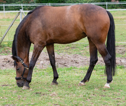 Portrait Fotografie von einem Pferd beim Grasen auf der Weide