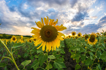Field with sunflowers