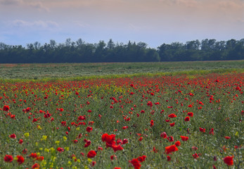 summer field in clear weather with blooming poppies