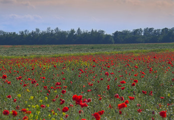 summer field in clear weather with blooming poppies