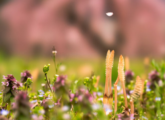 spring flower falling on the grand