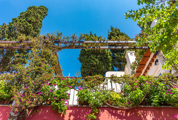 Italy, Capri, plants and flowers in the typical streets