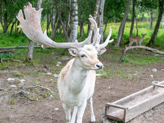 beautiful deer portrait, big horns on head, deer garden, Latvia