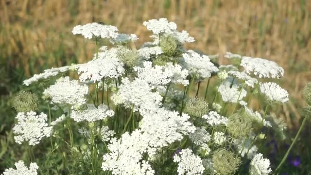 Wild cumin sways in the wind on a rustic field. Carum carvi