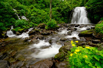 waterfall in forest with flowers
