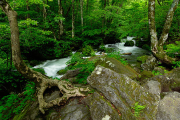 stream in forest