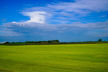 green field and blue sky