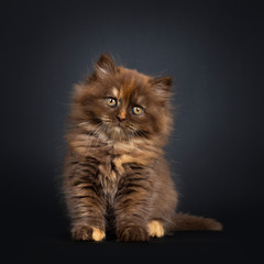 Cute brown tortie British Longhair cat kitten, sitting facing front. Looking beside camera with head tilt and developping orange eyes. Isolated on black background.