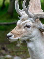 beautiful deer portrait, big horns on head, deer garden, Latvia