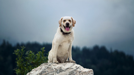  white labrador sits on a white marble stone