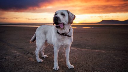  white labrador dangling tongue stands in the sand at a beautiful sunset