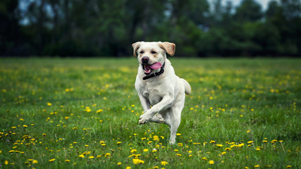 white labrador runs contented over a green field in colors