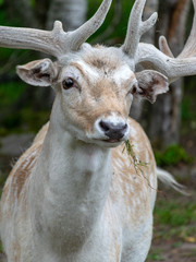 beautiful deer portrait, big horns on head, deer garden, Latvia