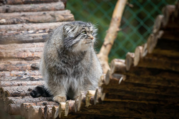 The Pallas's cat (Otocolobus manul)