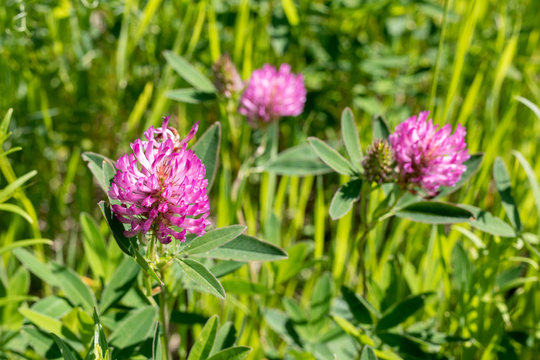 meadow clover, pink, red clover flower on a background of green meadow with flowers