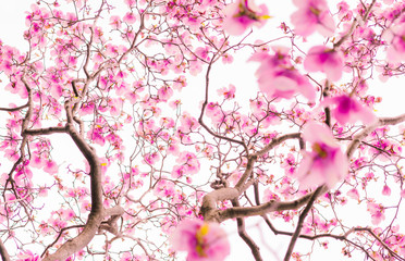 pink flower with cloudy sky background