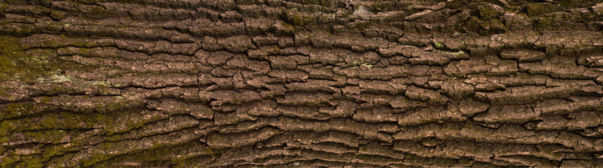Embossed texture of the bark of oak. Panoramic photo of the oak texture. - obrazy, fototapety, plakaty