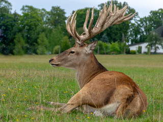 beautiful deer portrait, big horns on head, deer garden, Latvia