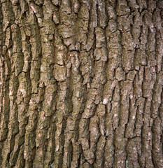Embossed texture of the bark of oak. Panoramic photo of the oak texture.