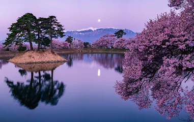 Foto op Plexiglas Licht violet kersenbloesem met volle maan