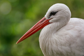 Close up of the head of a stork