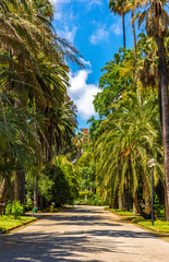 Italy, Naples, botanical garden, floral landscape with large palm trees.