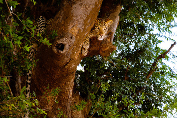 Loepard in tree - 282627269