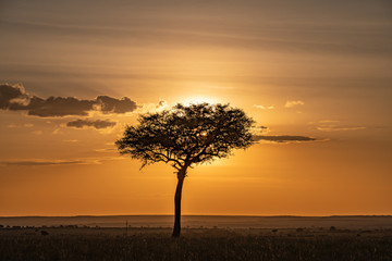 Fototapeta na wymiar silhouette of tree in a Masai Mara sunset landscape 
