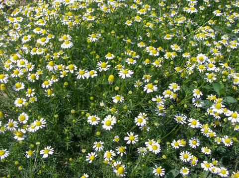 Background image of nature wildflowers. White daisies with a yellow core in the meadow. For environmental presentation, booklet and postcard.