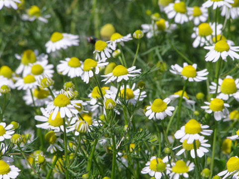 Background image of nature wildflowers. White daisies with a yellow core in the meadow. For environmental presentation, booklet and postcard.