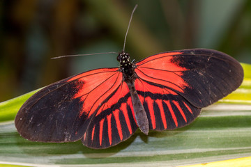 Postman Butterfly (Heliconius melpomene resting