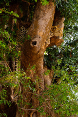 Loepard in tree - 282627470