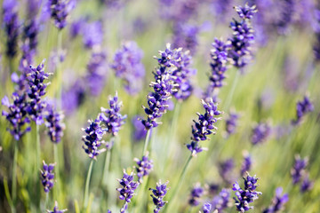 Lavender flower green meadow summer background.