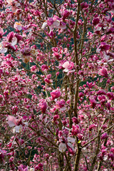 Fototapeta premium pink flowers in a temple garden