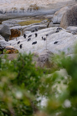 penguin's at boulder beach Capetown - 282627846