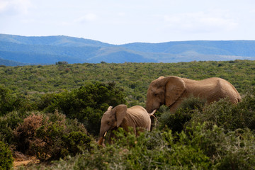 Elephant mother with young one  - 282627880
