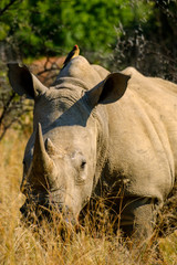 Rhino  - 282628035